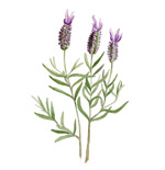 Lavender Butterfly